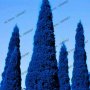 100 бр. семена кипарис синя елха бор сини иглолистни кипарисови дървета бонсай екзотични за градина , снимка 11