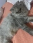 Женско персийско котенце , снимка 5
