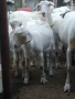 Продавам козлета, кози и овце, снимка 3