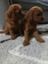 той пудели малки , снимка 1