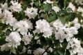 Philadelphus 'Minnesota Snowflake'(Филаделфус снежинка), снимка 1 - Градински цветя и растения - 43909753