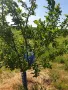 Овощни градини Сливи и круши , снимка 3