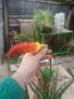 Книфофия - факелна лилия, снимка 3