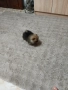 Mini Pomeran, снимка 7