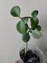 Дишидия, dischidia nummularia, снимка 1 - Стайни растения - 43551960