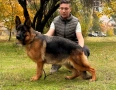 Мъжко кученце немска овчарка, снимка 3