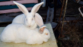 Зайци бели великани , снимка 1 - Други - 40652072