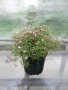 Гипсофила Бяла и Розова -Многогодишна,студоустойчива и вечнозелена. Цена за една саксия 7.20лв, снимка 4