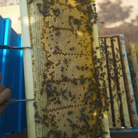 Многокорпусни пчелни отводки , снимка 3 - За пчели - 44932155