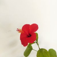 Китайски рози хибискус червена фуния, снимка 9 - Стайни растения - 38143414