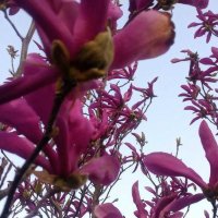 Резници от красива магнолия 💥, снимка 1 - Градински цветя и растения - 28291845