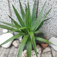 Палма Юка агаве стайна, снимка 2 - Стайни растения - 32852031