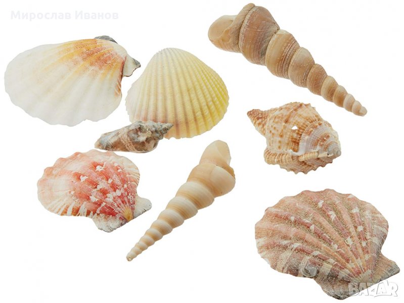 красиви морски раковини , снимка 1