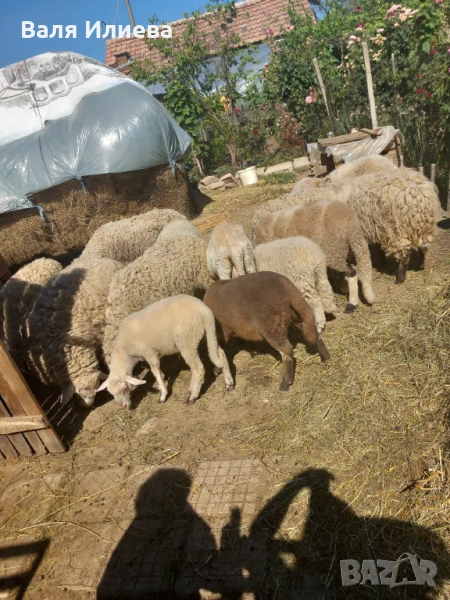 Продават се овце и агнета, снимка 1