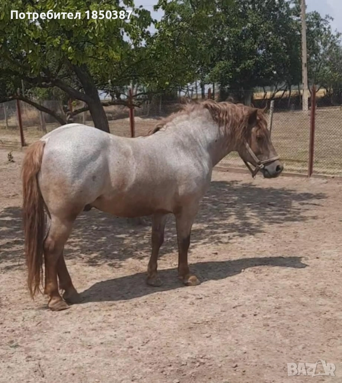 Тежковоз - жребец, снимка 1