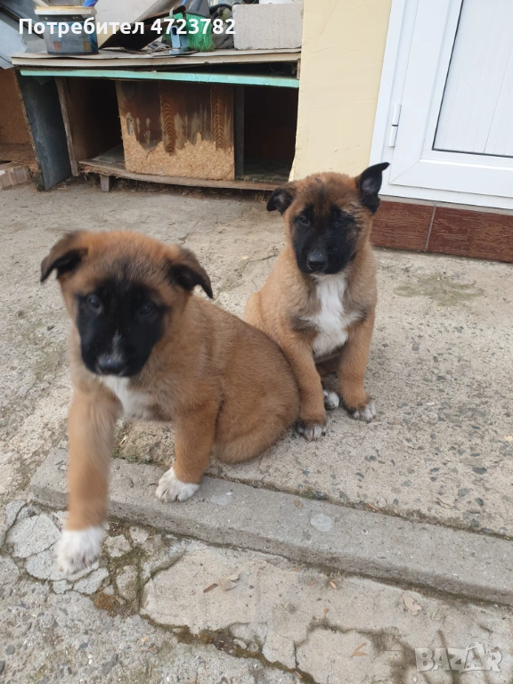 Продавам красиви кученца Малиноа!, снимка 1