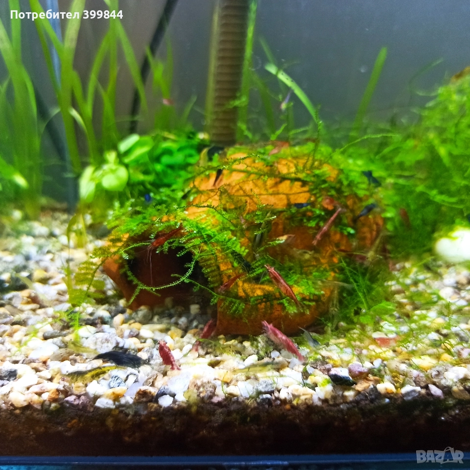 Скариди, снимка 1