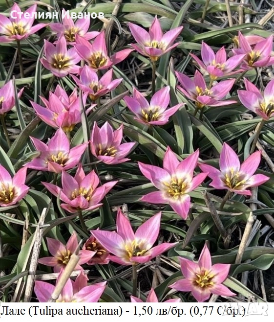 Лале (Tulipa aucheriana) - луковици, снимка 1