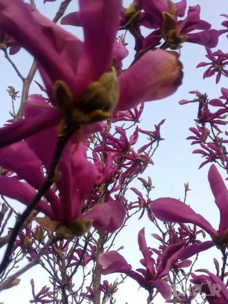 Резници от красива магнолия 💥, снимка 1