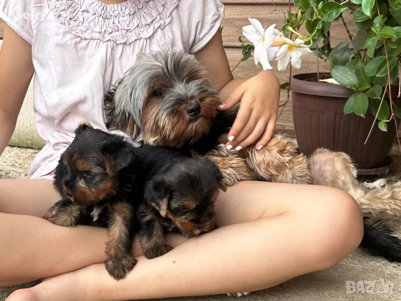 Мини йоркита , снимка 1