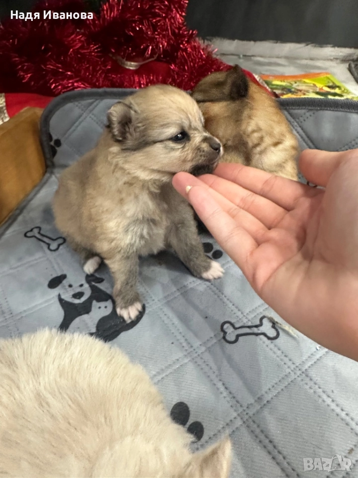 Померан/шпиц, снимка 1