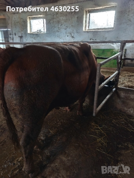 Продавам бик Абърдийн Ангус червен, снимка 1