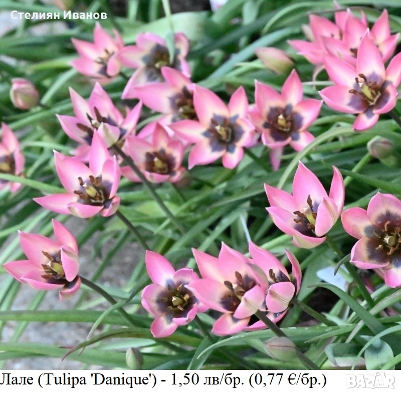 Лале (Tulipa 'Danique') - луковици, снимка 1