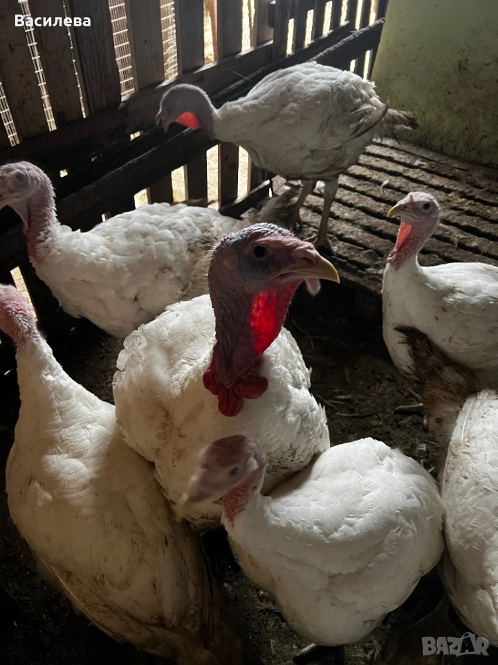 Домашни бройлерни пуйки, снимка 1