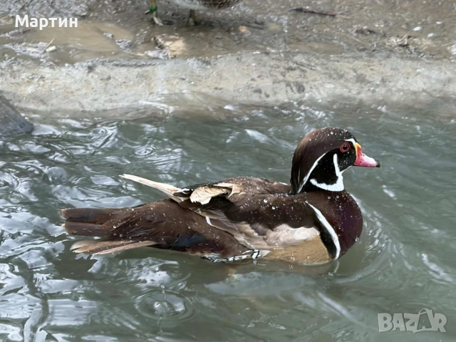 Патици Каролинки , снимка 6 - други­ - 51497214
