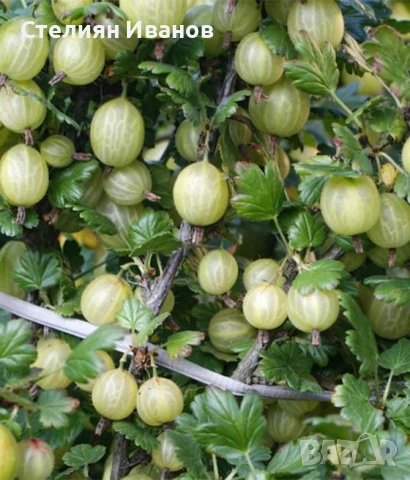 Цариградско грозде (Ribes uva-crispa) - жълто, снимка 6 - Градински цветя и растения - 52354391