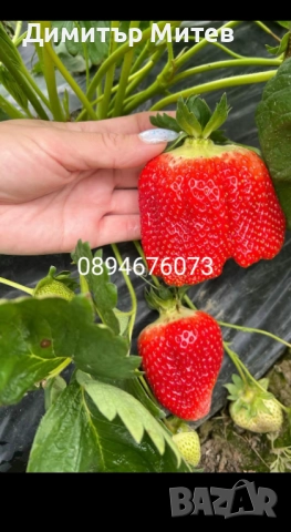 Разсат ягоди , снимка 13 - Разсади - 51749933