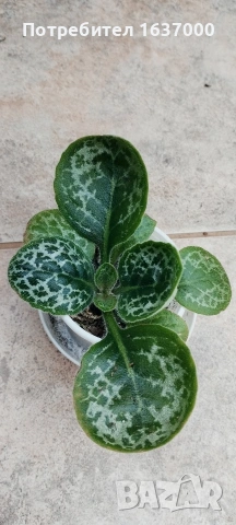 Стрептокарпус "Красива костенурка" 