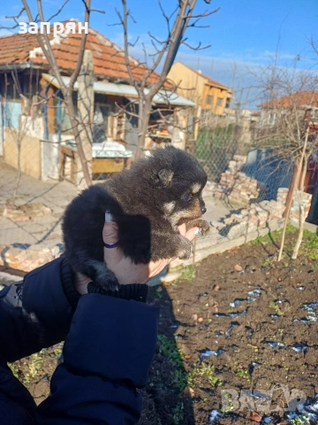 померан, снимка 4 - Померан - 53153620