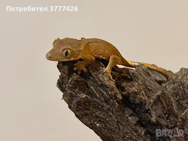 Цилиатус / Ресничестият бананояден гекон / Correlophus ciliatus, снимка 2 - Гекон - 42172388