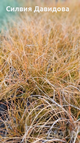 Карекс Прериен огън , снимка 7 - Други стоки за дома - 52024086