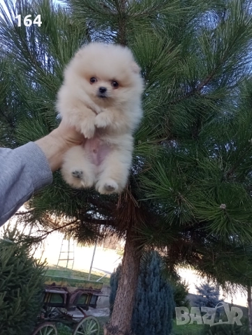 Мини момченце.Померан. Реални снимки от 29.12.25 г. , снимка 4 - Померан - 52885649