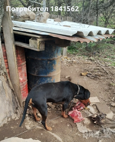 Продават се гончета , снимка 10 - Гонче - 53605190