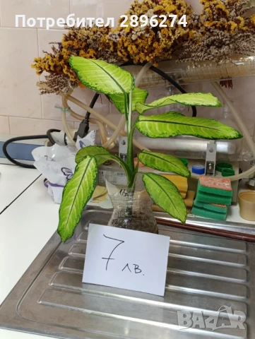  Дифенбахия !!! РАЗПРОДАЖБА (-40%)!!!, снимка 10 - Стайни растения - 46264327