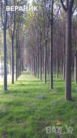 Пауловния трупи, снимка 2 - Строителни материали - 52405145