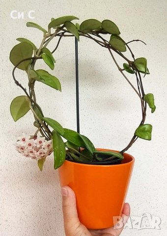 Ароматна 💯 ХОЯ, снимка 3 - Стайни растения - 50780172