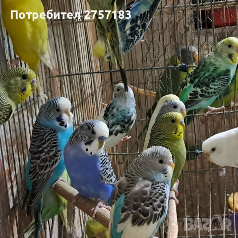 продавам вълнисти папагали , снимка 4 - Папагали - 53278612