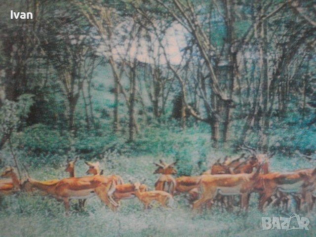 430х350-PVC Картина в Дървена Рамка Олекотена-Made in JAPAN-, снимка 9 - Картини - 39964302