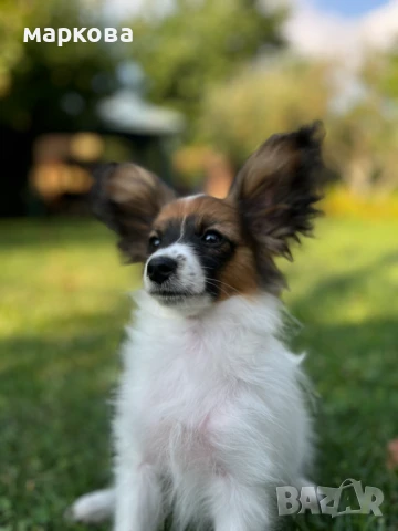 Зоомaгазин Роди, снимка 2 - Други - 50937174