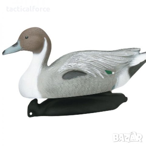 мюре мъжка шилоопашата патица