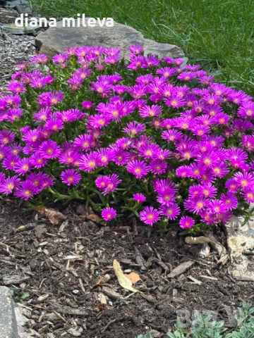 Делосперма (Delosperma cooperii), вечнозелено многогодишно сукулентно растение