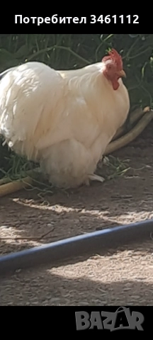 Петлета мини кохин може и чифт , снимка 2 - За птици - 52689301