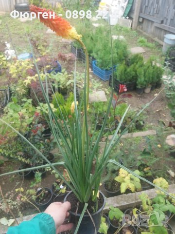 Книфофия - факелна лилия, снимка 7 - Разсади - 38086906