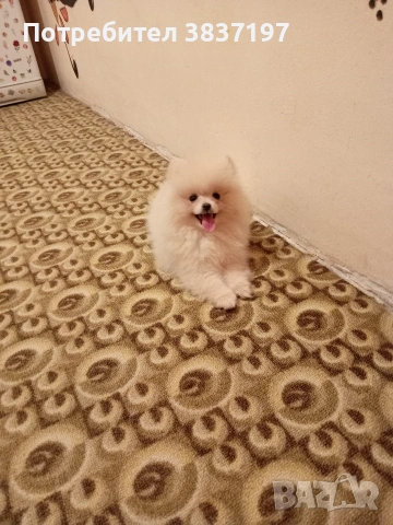 3 ваксини+ бяс чип и паспорт , снимка 7 - Померан - 53470509