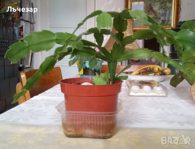 Продавам цвете "КОЛЕДАРЧЕ"