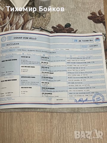 Мъжки Ротвайлер за разплод, снимка 5 - Ротвайлер - 43750249